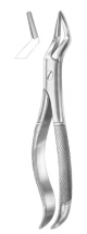  Fig. 101 upper premolers and roots 